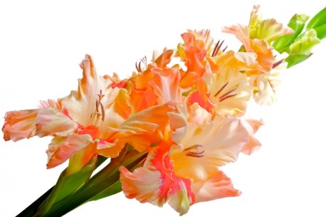 Gladiole