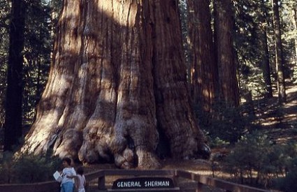 General Sherman