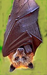 &Scaron;i&scaron;mi&scaron;