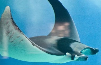 Golub uhan, Wikipedia