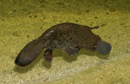 Čudnovati kljuna&scaron;, Wikipedia