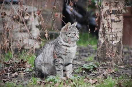 Birdy je plaha i mazna