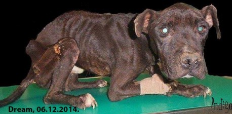 Dream je bio zlostavljan i zapu&scaron;ten